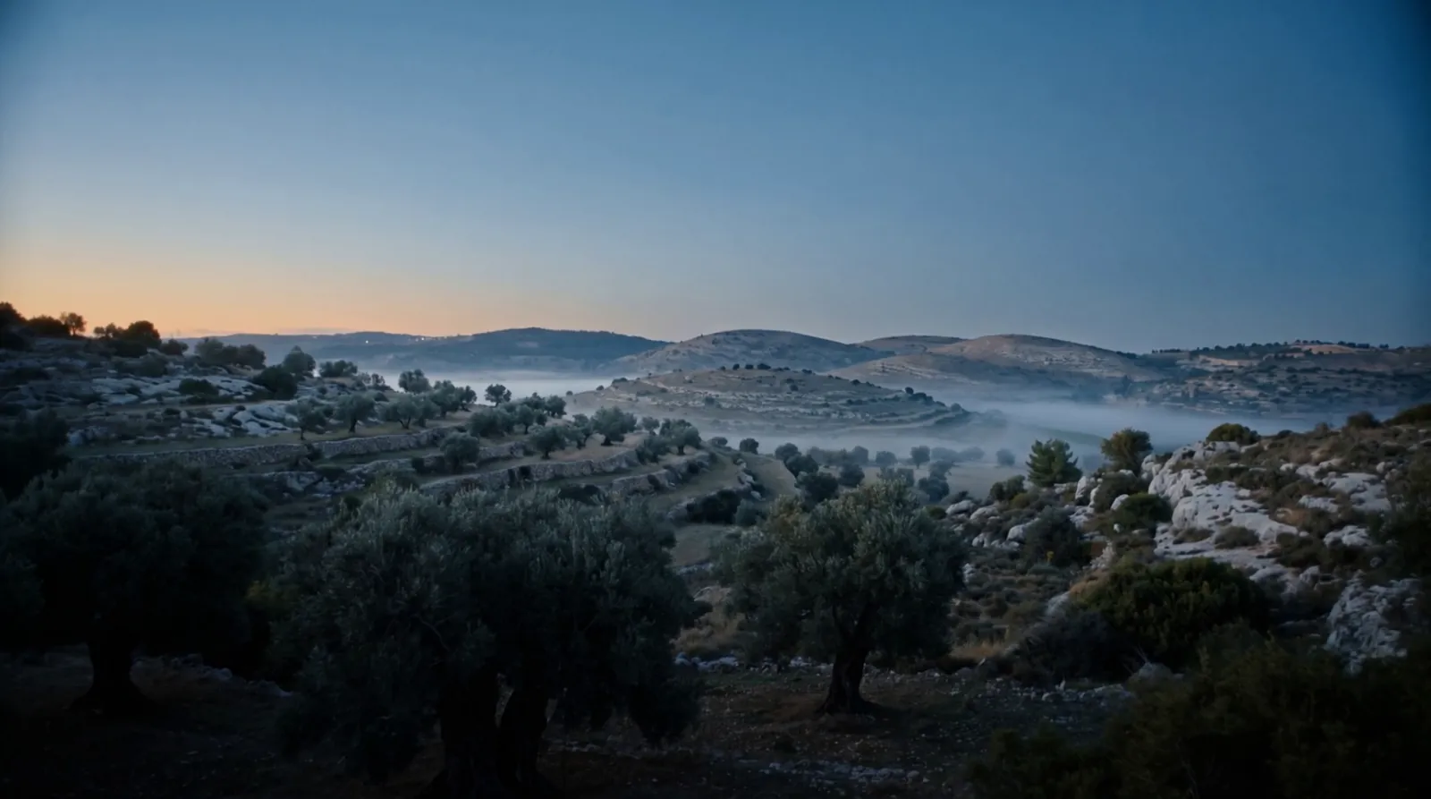 Galilee hills at dawn, mist in the valleys and an ancient olive grove